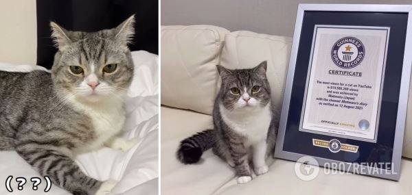 Кот стал суперзвездой Youtube и попал в Книгу рекордов Гиннеса: как он выглядит