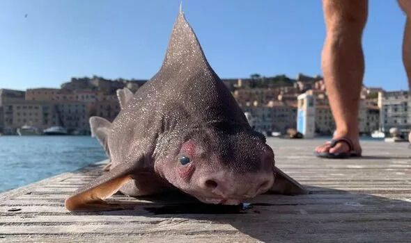 В Италии поймали акулу, поразительно похожую на свинью. Фото